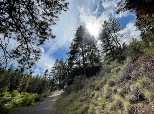 A sunlit forest path surrounded by tall trees and lush greenery under a partly cloudy sky.