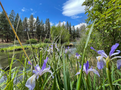 A serene river scene with purple irises in the foreground and lush greenery under a blue sky with scattered clouds.