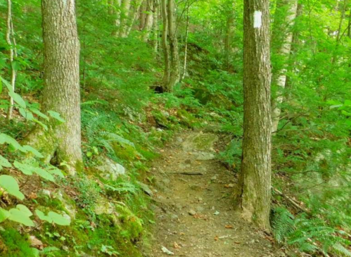 A narrow dirt path winds through a lush green forest, flanked by trees and ferns.