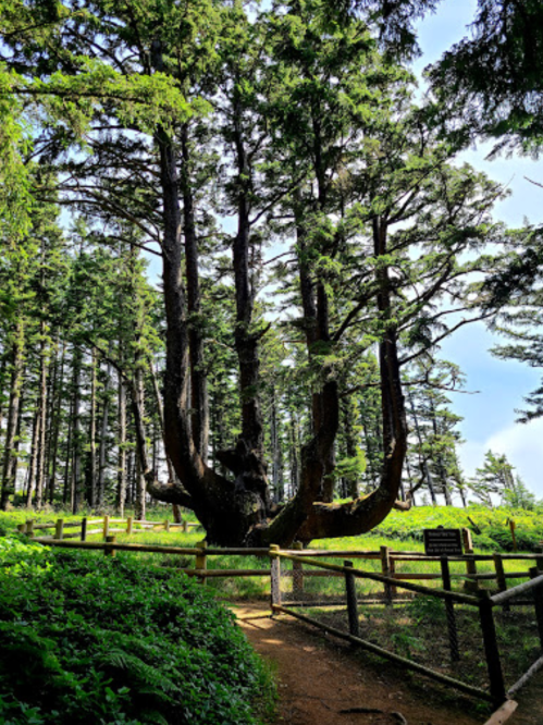 A large, unique tree with multiple trunks stands in a forest, surrounded by a wooden fence and lush greenery.