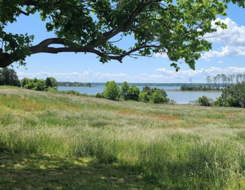 A serene landscape featuring a grassy field, a lake in the distance, and a blue sky with fluffy clouds.