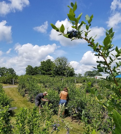 Two people picking blueberries in a sunny field with blue skies and fluffy clouds. Green bushes surround them.