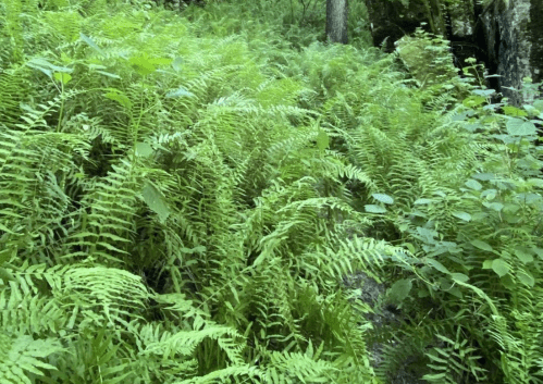 Lush green ferns cover the forest floor, creating a vibrant, natural landscape.
