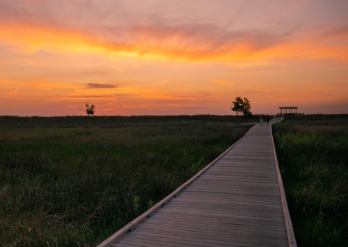 A wooden boardwalk leads through tall grass under a vibrant sunset sky with orange and pink hues.