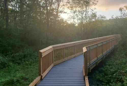 A wooden boardwalk winds through a misty forest, surrounded by greenery and soft morning light.