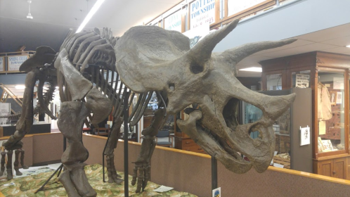 A large dinosaur skeleton, resembling a triceratops, displayed in a museum setting.