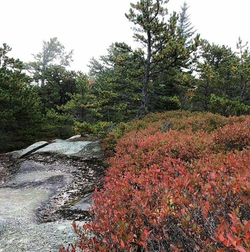 A rocky landscape with vibrant red foliage and green pine trees under a cloudy sky.