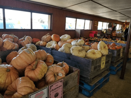 A rustic market display filled with various pumpkins in wooden crates, with sunlight streaming through the windows.