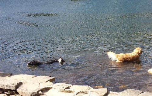 Two dogs wade through shallow water by a rocky shore, enjoying a sunny day outdoors.