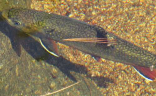 A close-up of a fish with a speckled green and brown body swimming in clear water.