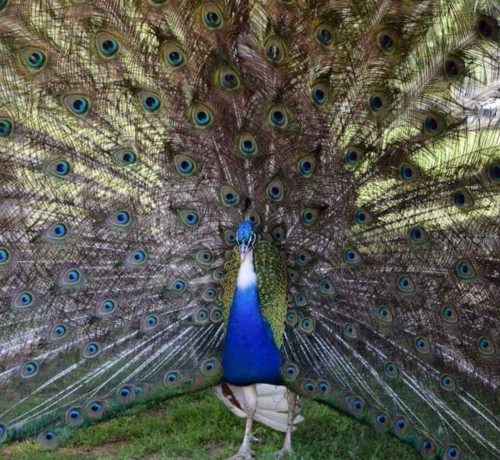 A vibrant peacock displaying its colorful, fan-like tail feathers in a lush green setting.