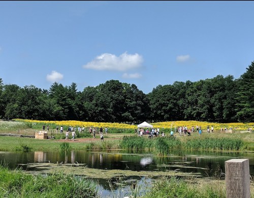 A vibrant field of yellow flowers with people gathered near a pond under a clear blue sky.