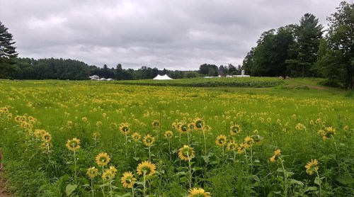 A vibrant field of sunflowers under a cloudy sky, with a white tent and trees in the background.