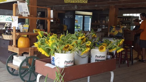 Baskets of sunflowers in buckets inside a rustic market, with people browsing in the background.