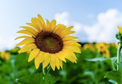 A vibrant sunflower stands tall in a field, surrounded by green leaves and a bright blue sky.