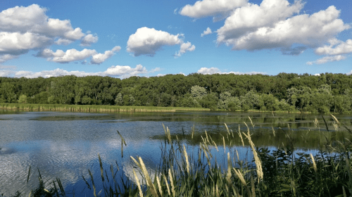 A serene lake surrounded by lush greenery and fluffy clouds in a blue sky.