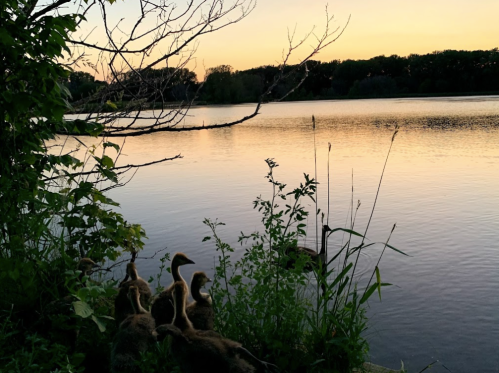 Ducks by a tranquil lake at sunset, surrounded by greenery and reflecting water.