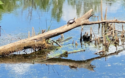 A turtle sunbasks on a log above a calm, reflective pond surrounded by greenery.
