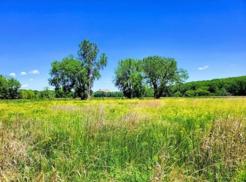 A vibrant field of tall grass and wildflowers under a clear blue sky, with trees in the background.