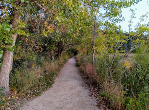 A serene dirt path lined with trees and greenery, leading into a peaceful natural setting.