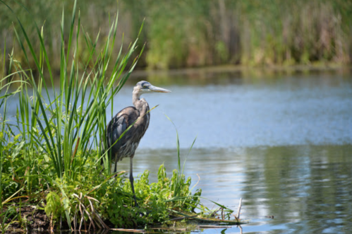 A heron stands on a grassy bank by a calm lake, surrounded by lush greenery.