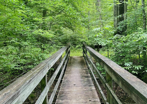 A wooden bridge leads through a lush green forest, surrounded by trees and foliage.