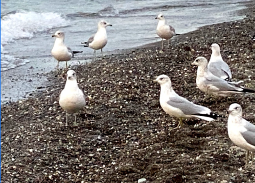 A group of seagulls standing on a pebbly beach near the water's edge.