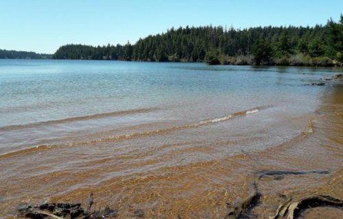 A serene lakeside view with gentle waves, surrounded by lush green trees under a clear blue sky.