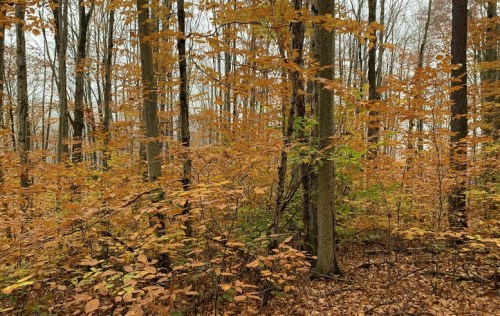 A serene forest scene with tall trees and vibrant orange leaves, capturing the essence of autumn.