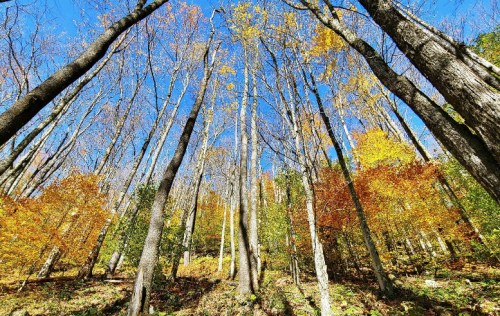 Tall trees with vibrant autumn leaves against a clear blue sky, creating a colorful forest scene.