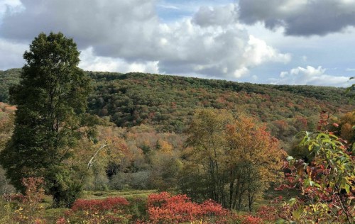 A scenic view of a hillside covered in autumn foliage, featuring vibrant orange, yellow, and green trees under a cloudy sky.