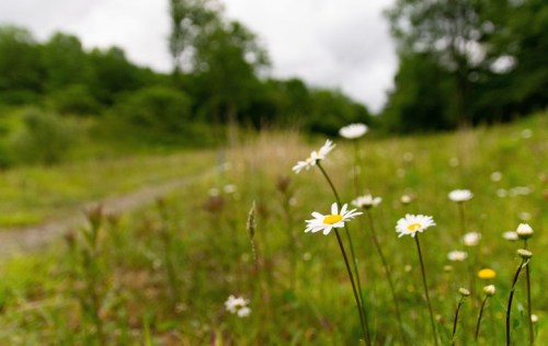 A field of daisies in focus, with a blurred background of green grass and trees under a cloudy sky.