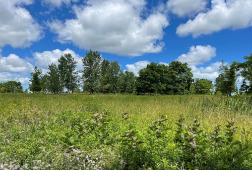 A lush green field with wildflowers in the foreground, trees in the background, and a bright blue sky with fluffy clouds.