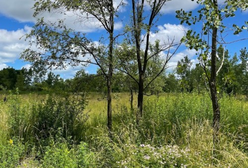 A sunny landscape featuring tall grass, wildflowers, and trees under a blue sky with fluffy clouds.