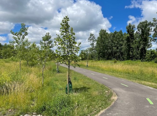 A winding path through a grassy area with young trees under a partly cloudy blue sky.