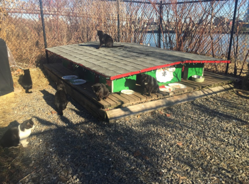 A group of cats around a large outdoor shelter with food bowls, set in a fenced area near a river.