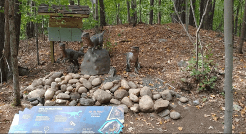 A dinosaur exhibit featuring Velociraptor models, surrounded by rocks and a sign with fun facts in a wooded area.