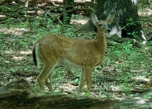 A deer stands in a wooded area, surrounded by green foliage and fallen branches.