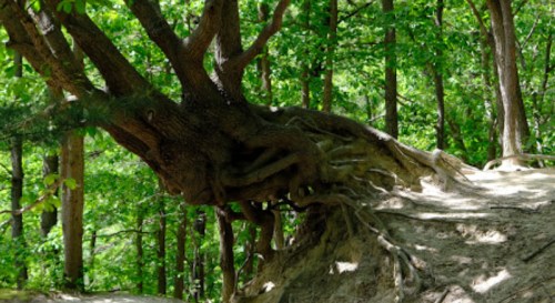 A gnarled tree with exposed roots stands on a dirt path, surrounded by lush green foliage.