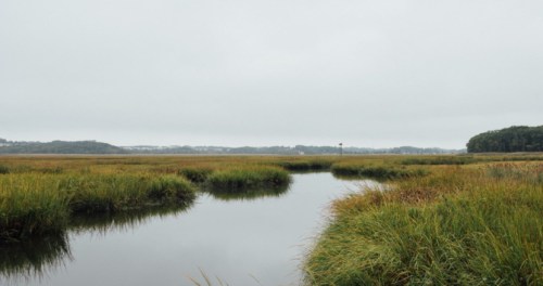 A serene wetland scene with tall grasses and a calm waterway under a cloudy sky.