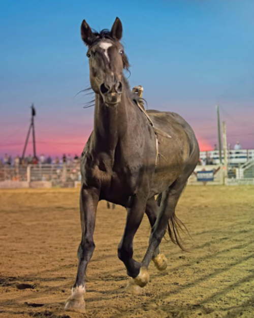A black horse gallops in an arena at sunset, with a colorful sky and spectators in the background.