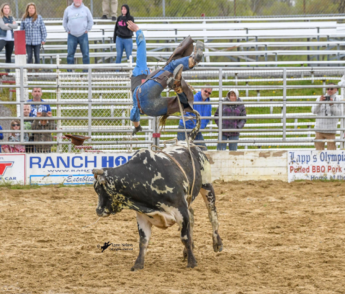 A cowboy performs a rodeo stunt while riding a bucking bull in a sandy arena, with spectators in the background.