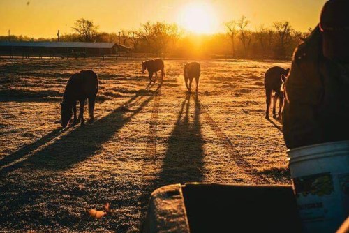 Cows grazing in a frosty field at sunrise, casting long shadows against a golden sky.