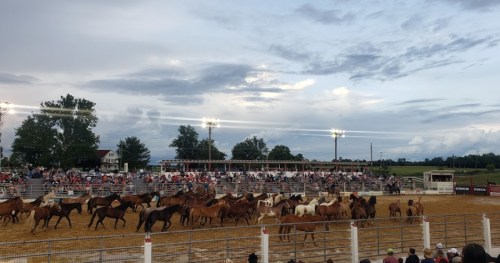 A rodeo scene with a large crowd watching horses in an arena under a cloudy sky.