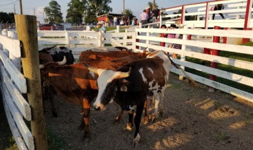 A group of cows stands in a pen with white fencing, while people gather in the background at an outdoor event.