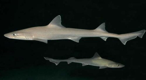 A slender, translucent shark swimming against a dark background, with a faint reflection below.