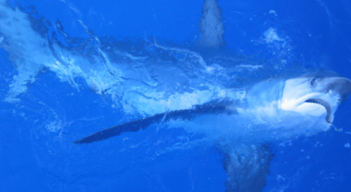 A shark swimming in clear blue water, partially submerged and visible from above.