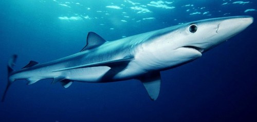 A sleek shark swimming gracefully in deep blue ocean waters.