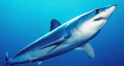 A sleek blue shark swimming gracefully in clear blue ocean waters.