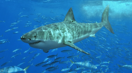 A great white shark swimming among a school of smaller fish in clear blue water.